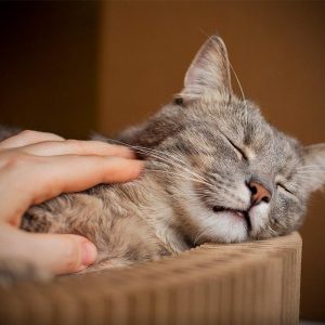 Pet Epilepsy
